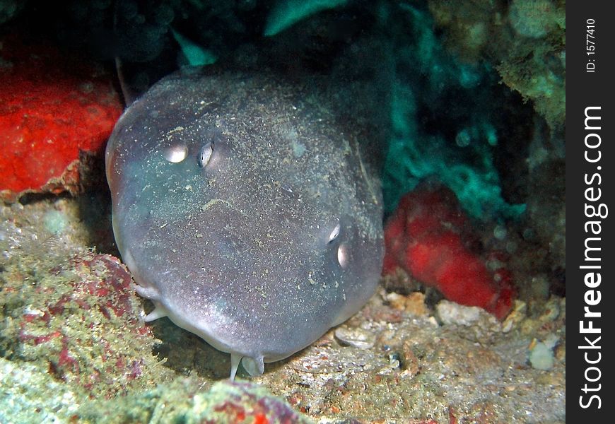 Brown-banded Bamboo Shark