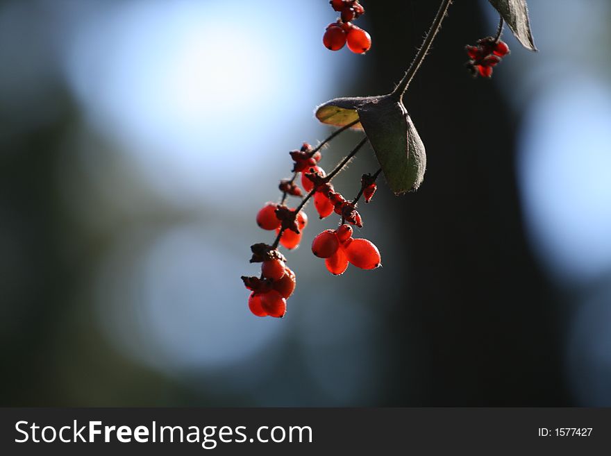 Red berries hanging from a branch