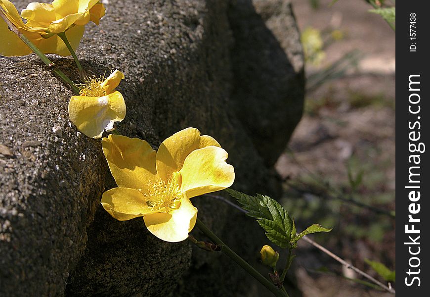 Soft yellow flower resting against a rough rock. Soft yellow flower resting against a rough rock