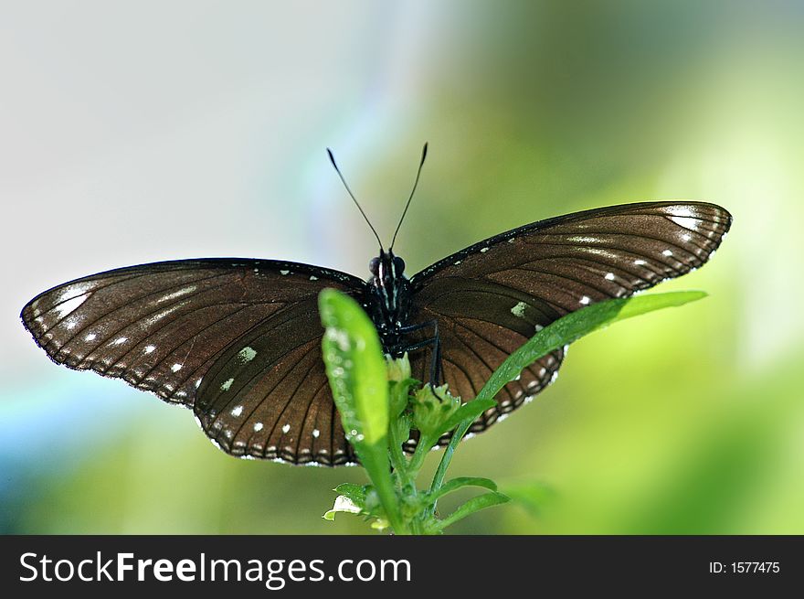 a butterfly resting on the green leaf