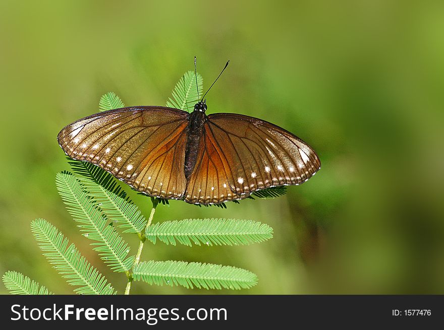 a butterfly resting on the green leaf