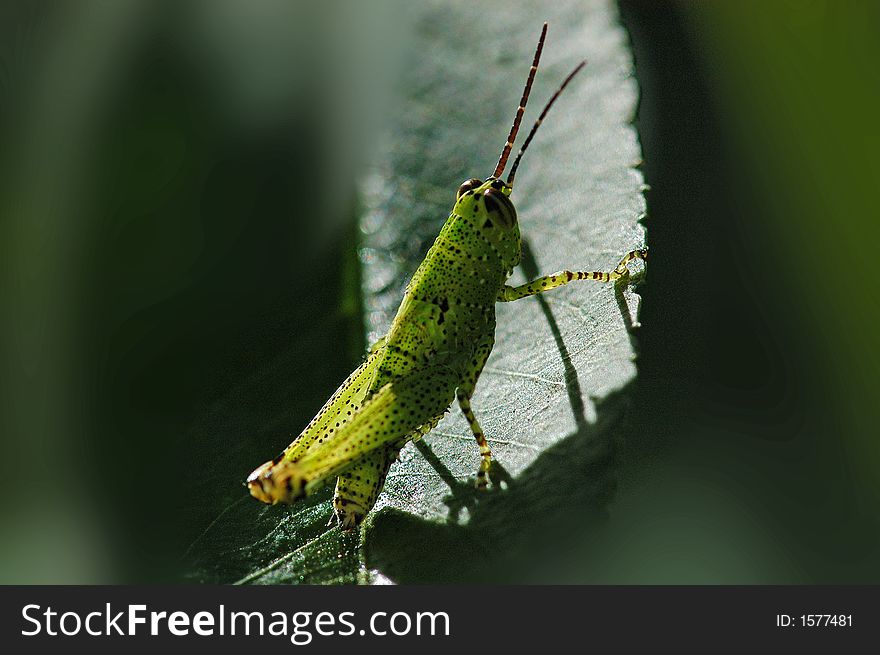 a green grasshopper sitting on the leaf. a green grasshopper sitting on the leaf