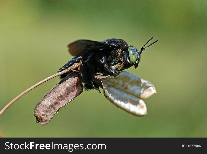 a big bee sitting on top of a stick. a big bee sitting on top of a stick