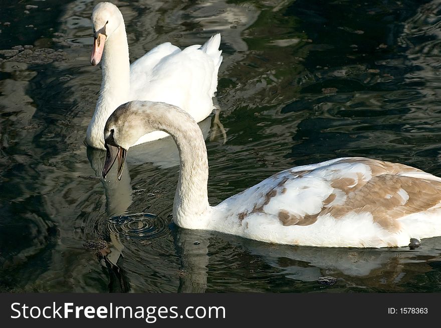Swans, one juvenile, floating down the Danube River, near Regensburg, Germany.