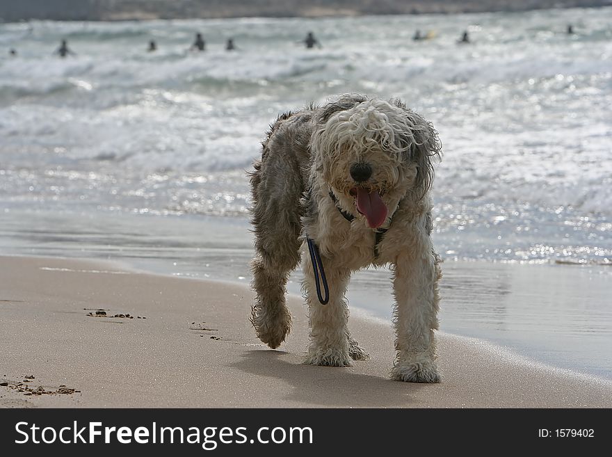 Sheepdog dog walking in the coastline