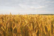 Rye At Sunset Royalty Free Stock Images Rye At Sunset Royalty Free Stock Images