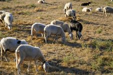 Herd Of Sheep Royalty Free Stock Images Herd Of Sheep Royalty Free Stock Images