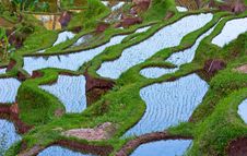 Rice Fields Stock Images Rice Fields Stock Images