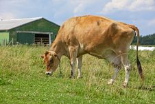 Cow In Pasture Stock Images