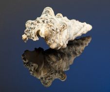 Conch Shell Stock Photography