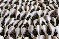 Dried Fish Stock Photography Dried Fish Stock Photography