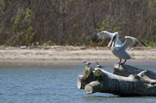 Dalmatian Pelican Royalty Free Stock Photography Dalmatian Pelican Royalty Free Stock Photography