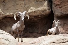 Mountain Goat Stock Photos