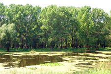 Flooded Forest In Danube Delta Stock Photography Flooded Forest In Danube Delta Stock Photography