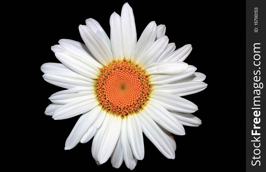 Close-up of a white daisy isolated on black background