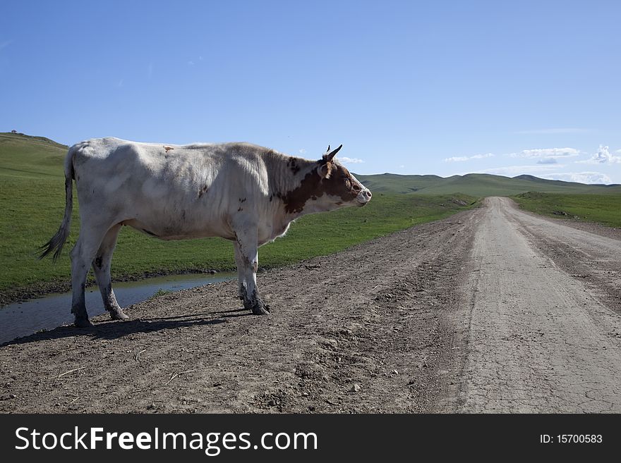 A white cattle beside the rough road in summer prairies. A white cattle beside the rough road in summer prairies