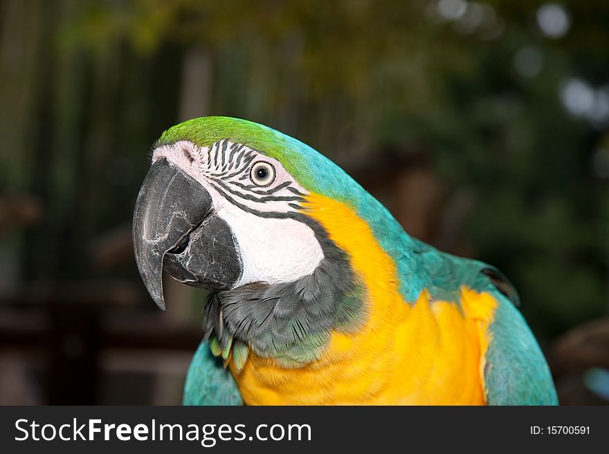 Blue yellow macaw with jungle background only showing head. Blue yellow macaw with jungle background only showing head