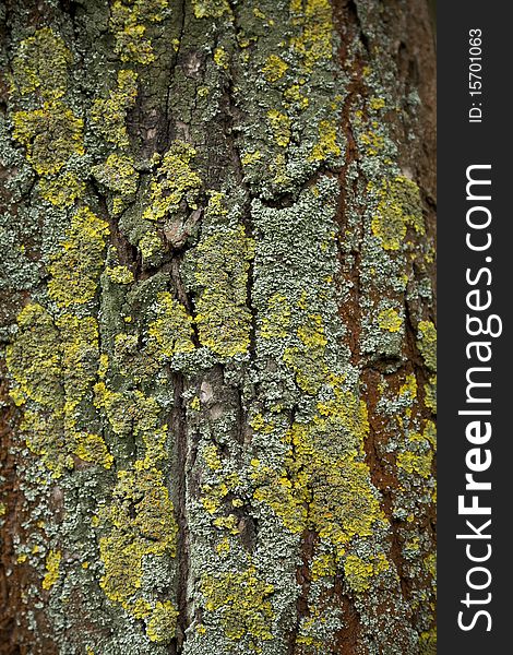 A very detailed bark tree texture / macro