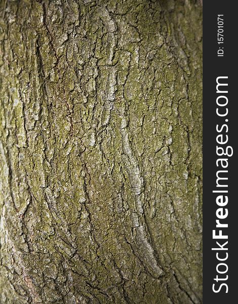 A very detailed bark tree texture / macro