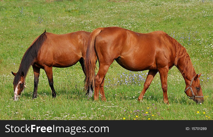 Beautiful Purebred Horses
