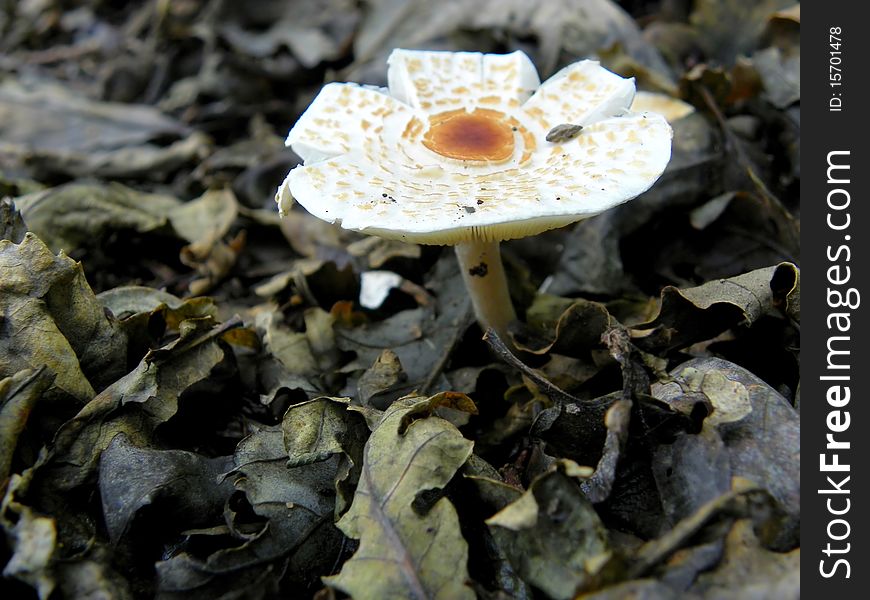 Image of a Mushroom / Fungi