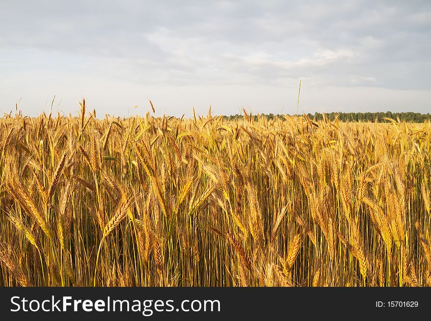 Ripe rye at sunset, closeup