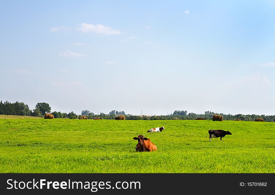 Rural Landscape With Cows