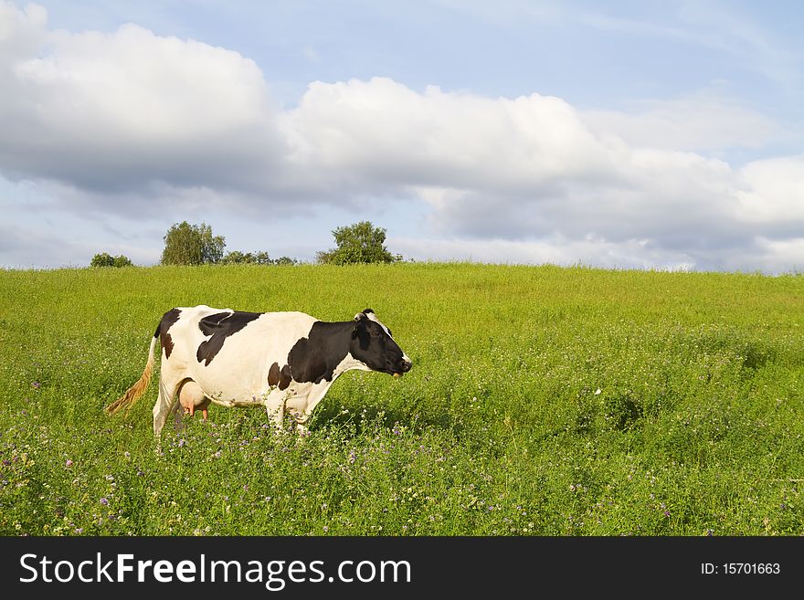 Cow on green meadow, blue sky. Cow on green meadow, blue sky