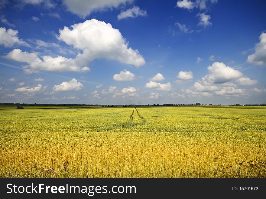 Wheat field, blue sky, summer