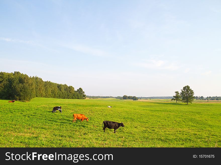 Green rural landscape with cows