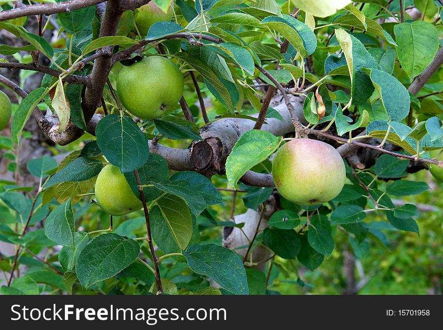 Close up of apples growing on rows of apple trees in an orchard in Kelowna, Canada. Close up of apples growing on rows of apple trees in an orchard in Kelowna, Canada