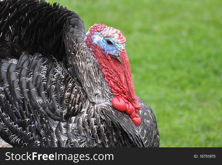 Close-up of a wild strutting turkey. Close-up of a wild strutting turkey