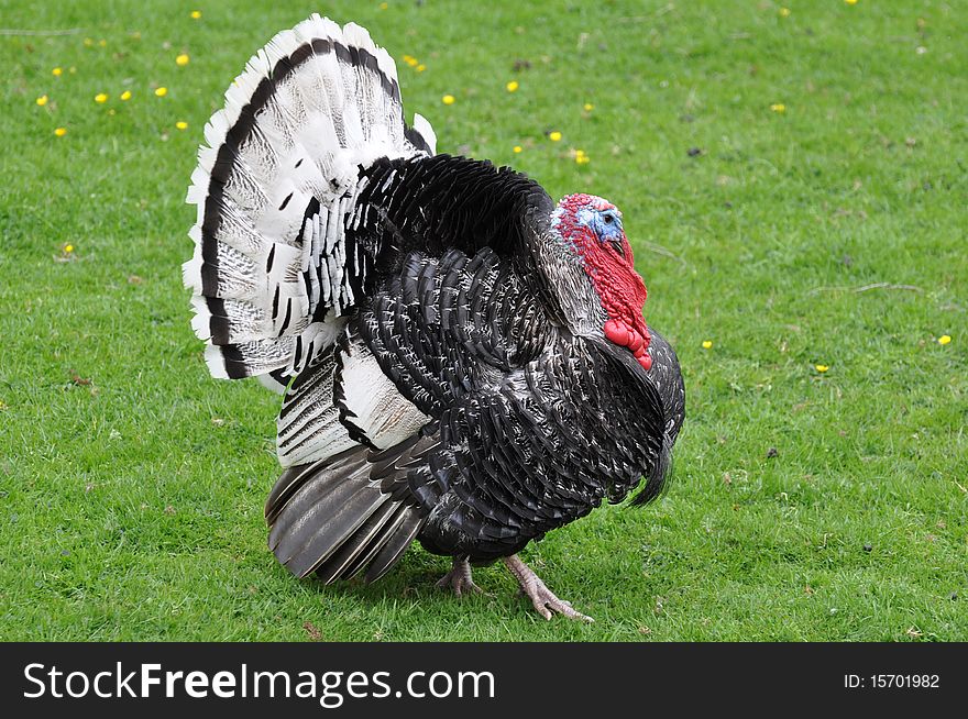 A male wild turkey with feathers up. A male wild turkey with feathers up.