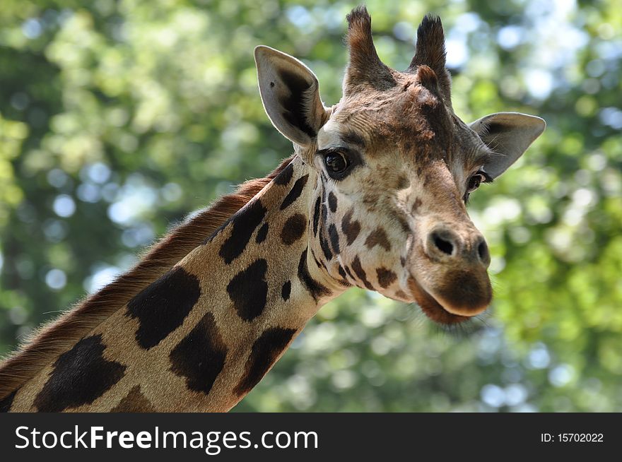 Giraffe looking at the camera, with tree-green background. Giraffe looking at the camera, with tree-green background