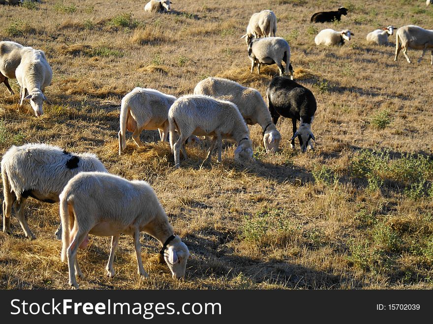 Livestock farm, herd of sheep