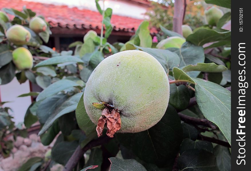 A green and yellow pome fruit with pubescence of a quince tree with its wilted brown flower still on. Other quinces on branches with green leaves in the background and a white house with red roof tiles.