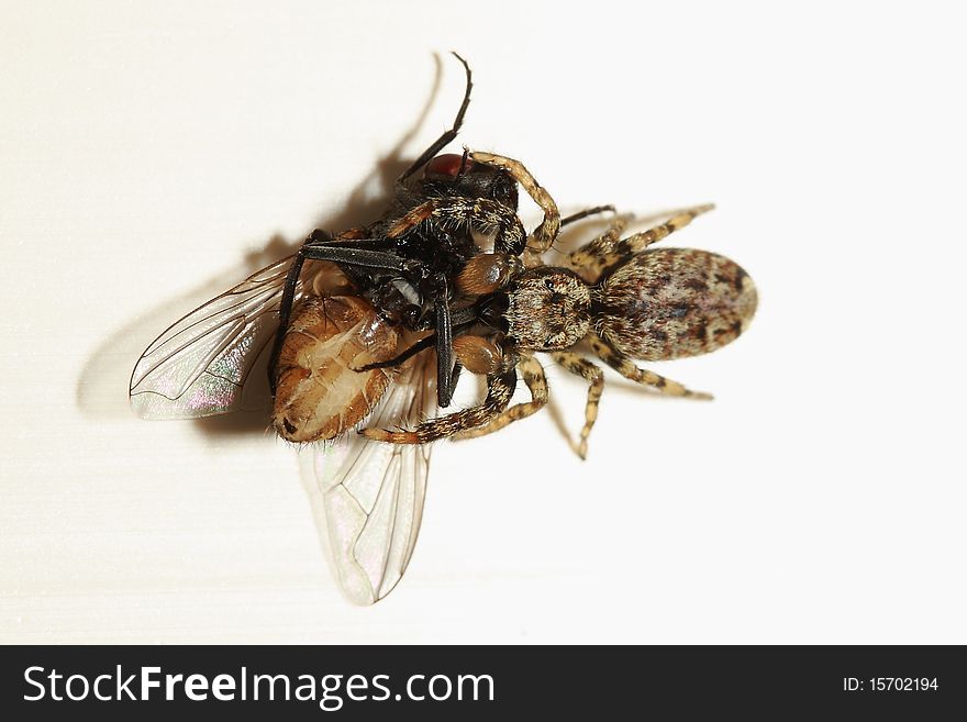 A spider enjoying a fresh cought meal, being a fly. A spider enjoying a fresh cought meal, being a fly.