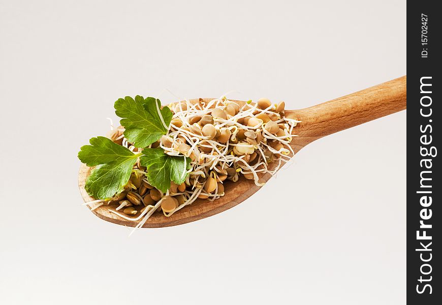 Lentil sprouts on a wooden spoon - detail