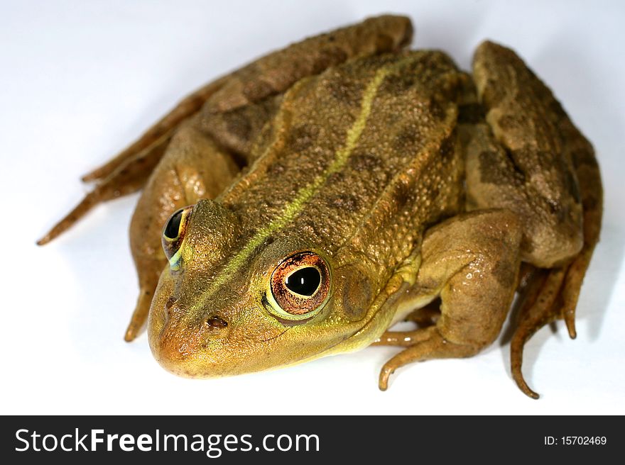 Green-brown frog on white background.