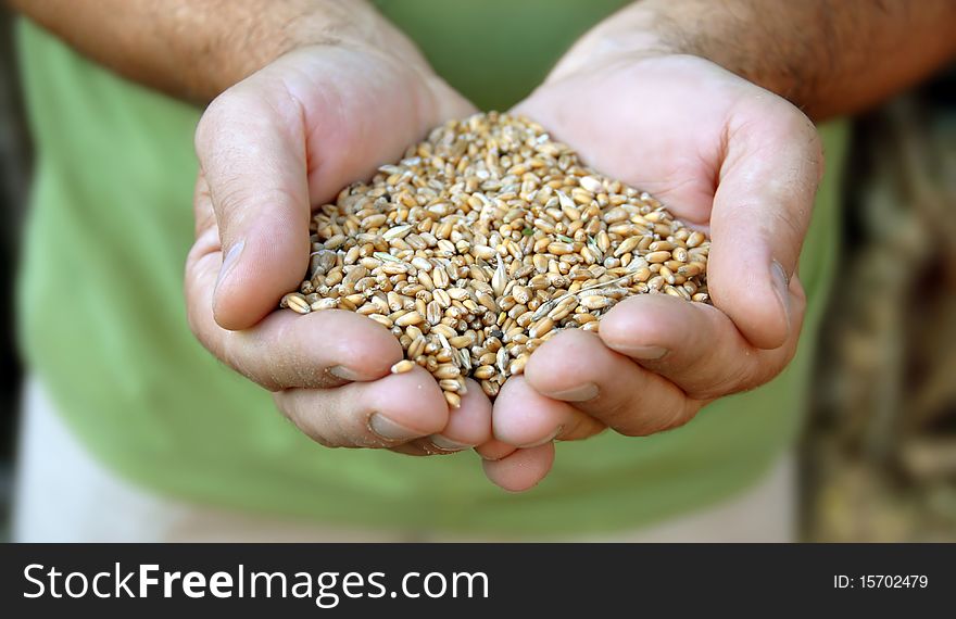 Wheat grains in man hands closeup outdoor. Wheat grains in man hands closeup outdoor