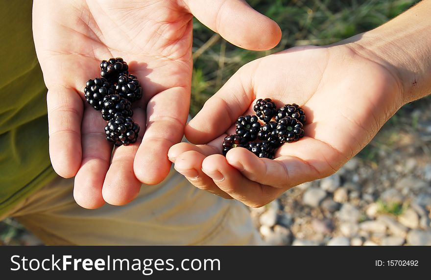 Ripe fresh blackberries in man and boy hands outdoor