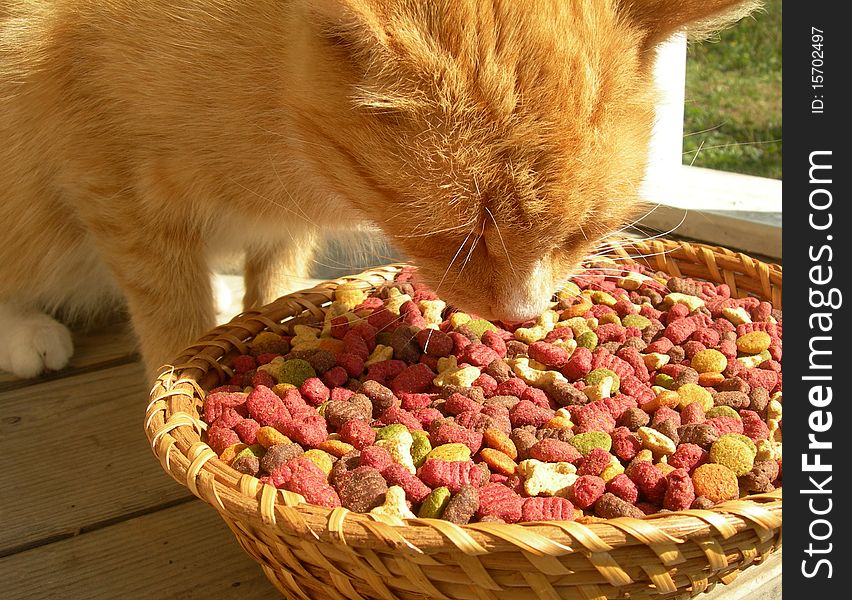 Cat and a plate of forage are shown in the picture. Cat and a plate of forage are shown in the picture.