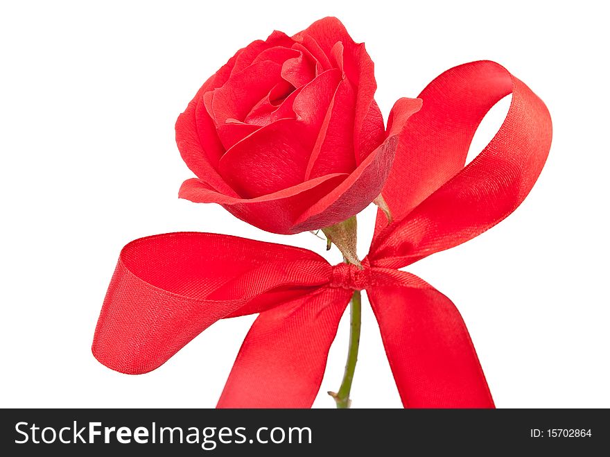 Red rose with bow on white