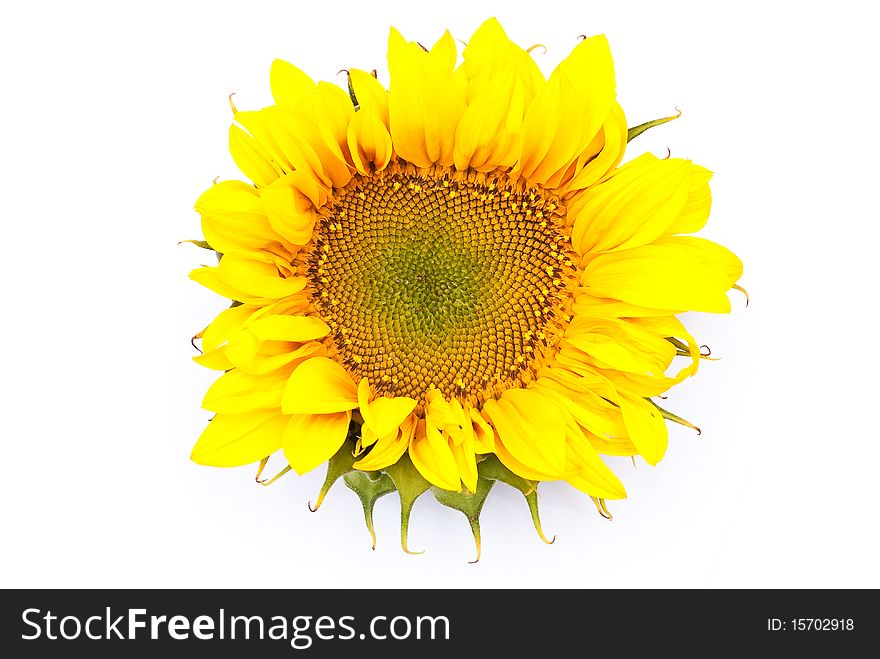 Fresh sunflower on white background