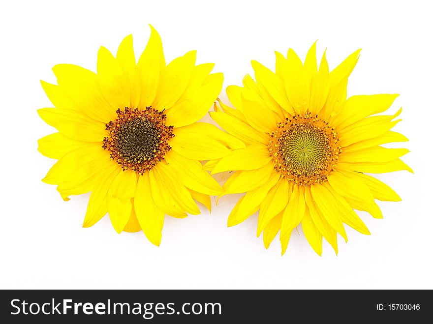 Young sunflowers on white background