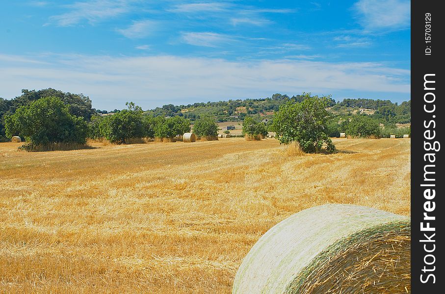 Field with hay bales after harvest