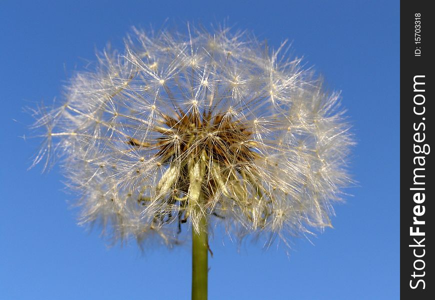 Detail photo of the dandelion background