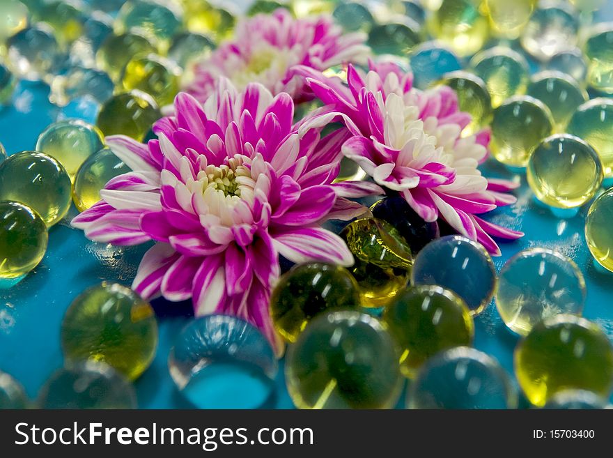 Beautiful chrysanthemums and balls not in focus. Beautiful chrysanthemums and balls not in focus