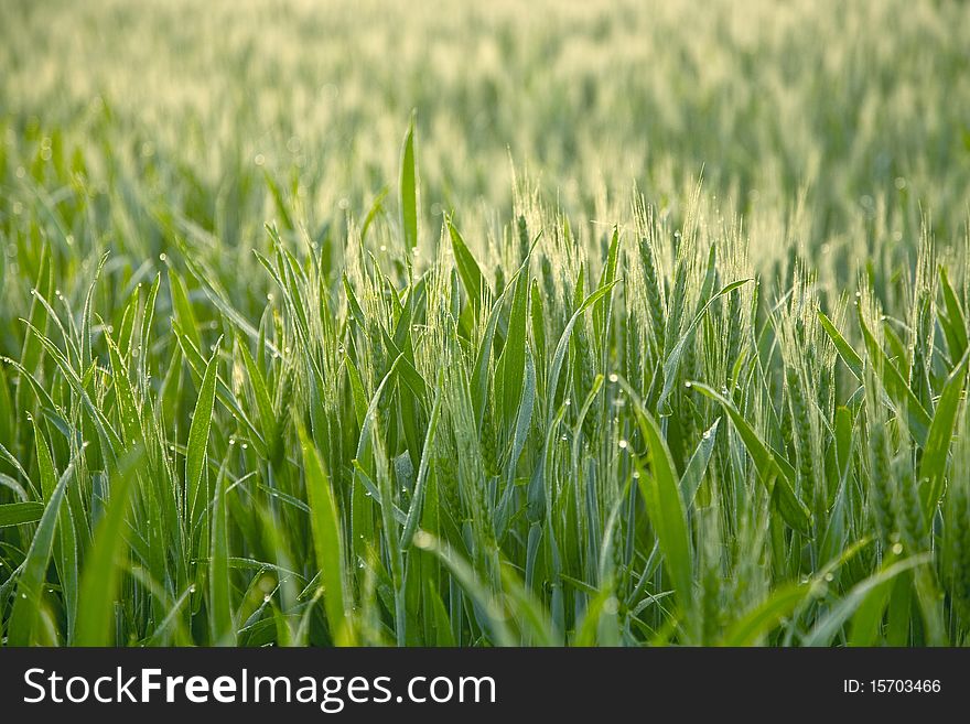 Sunny Grass