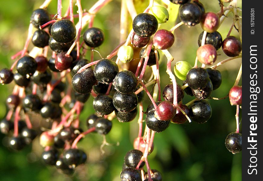 Detail photo of the european elder background